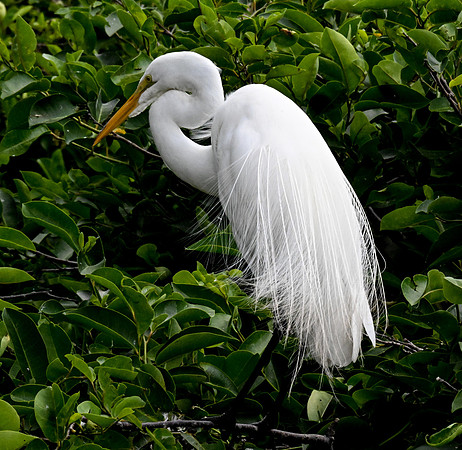 Wakodahatchee