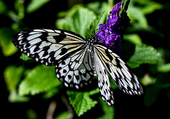 Butterfly World