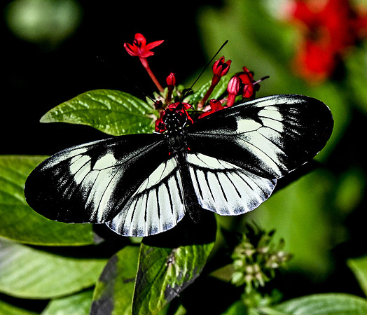 Butterfly World