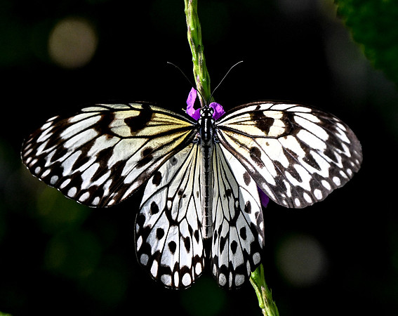 Butterfly World