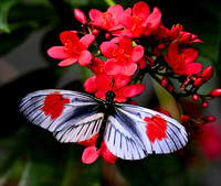 Butterfly World