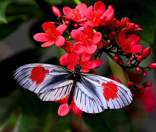 Butterfly World