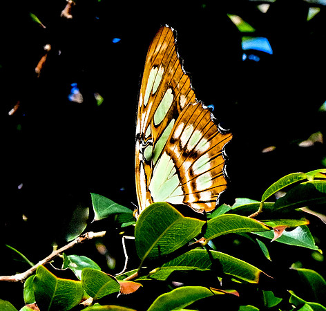 Butterfly World