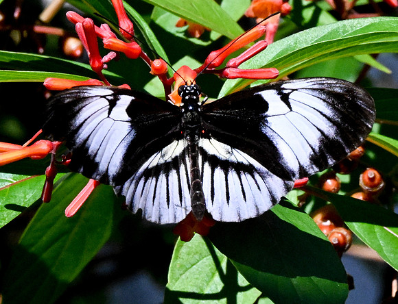 Butterfly World