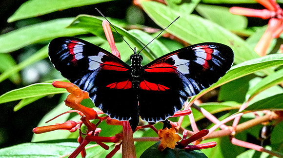 Butterfly World