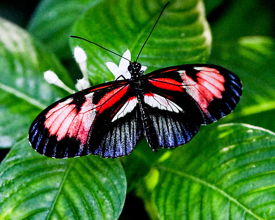 Butterfly World