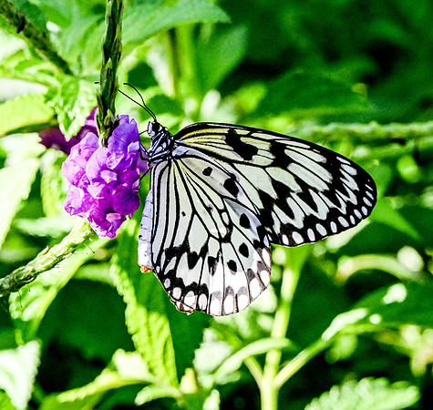 Butterfly World