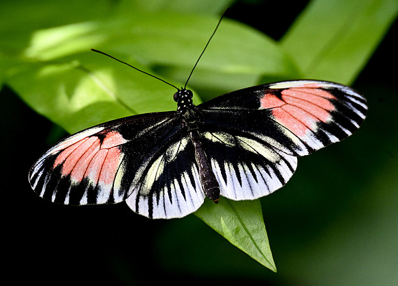 Butterfly World