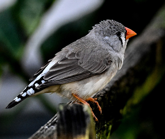 Butterfly World