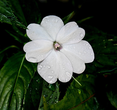 Butterfly World