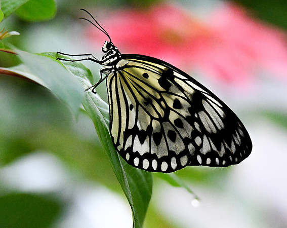 Butterfly World