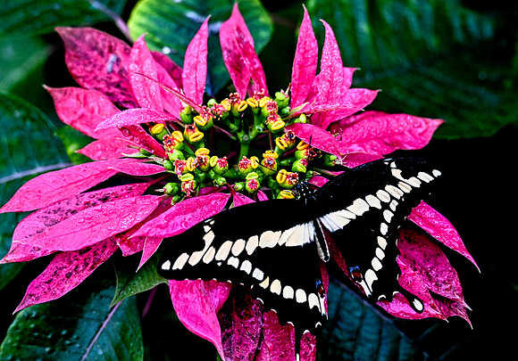 Butterfly World