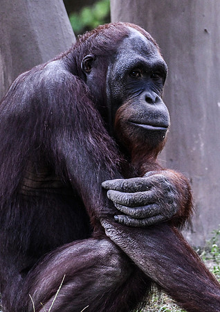 Zoo Miami