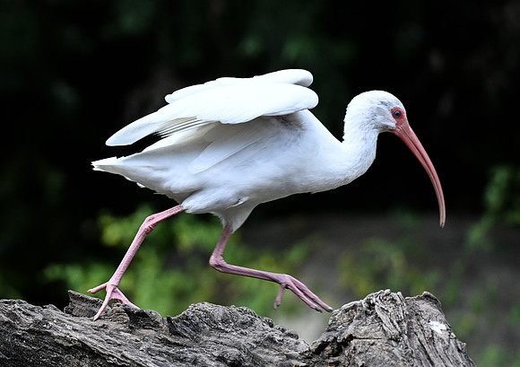 Zoo Miami