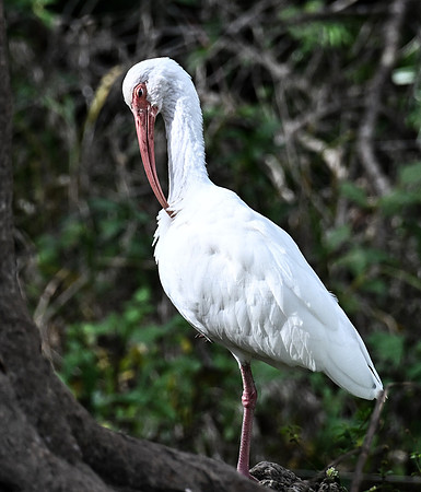 Zoo Miami