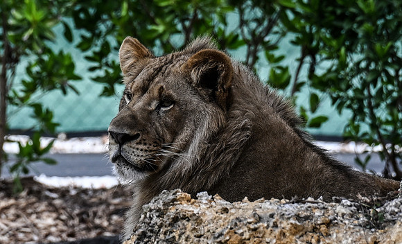 Zoo Miami