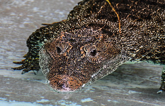 Zoo Miami