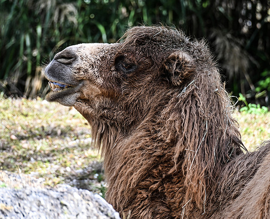 Zoo Miami