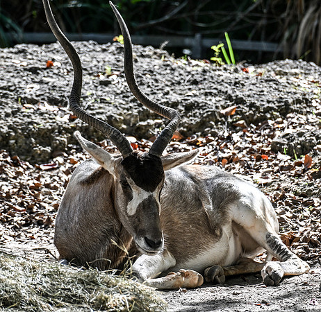 Zoo Miami