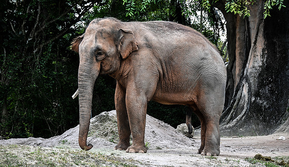 Zoo Miami