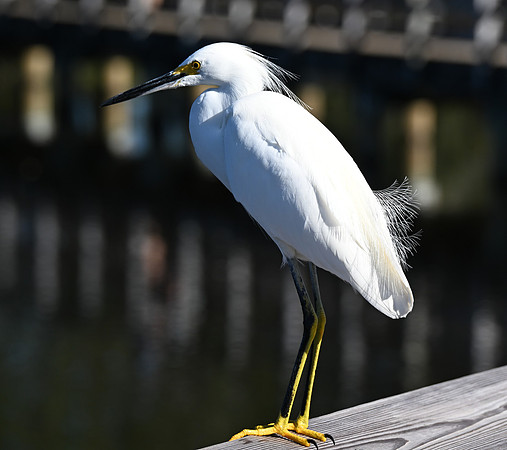 Wakodahatchee