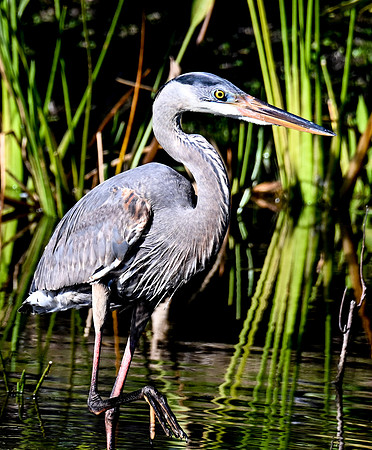 Wakodahatchee