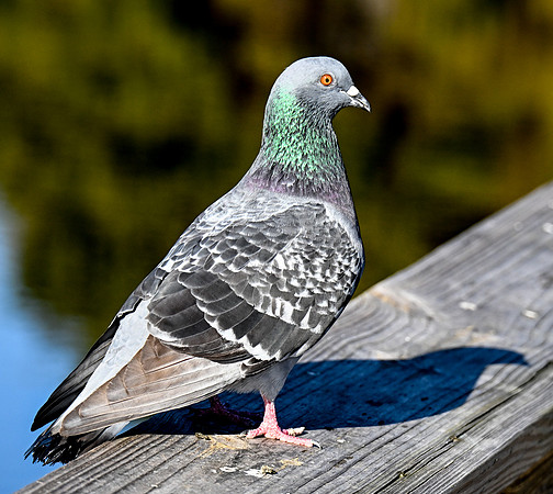 Wakodahatchee