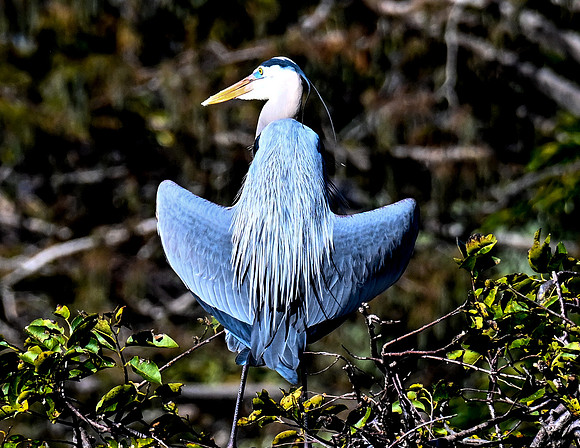 Wakodahatchee