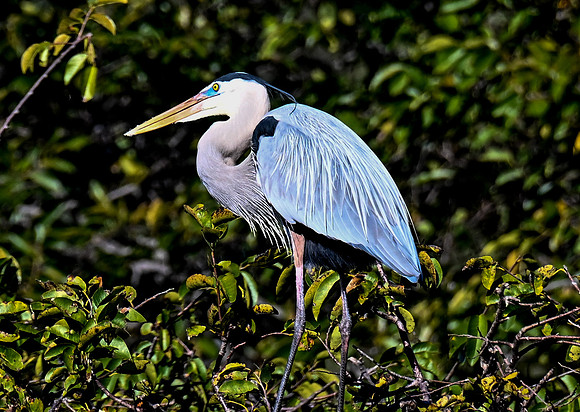 Wakodahatchee