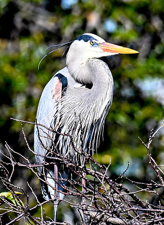 Wakodahatchee