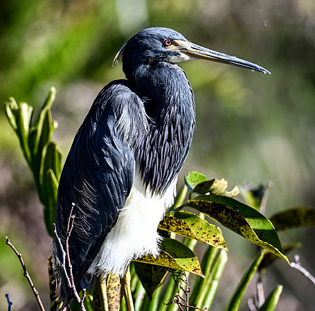 Wakodahatchee