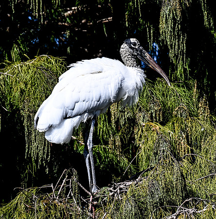 Wakodahatchee
