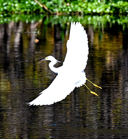 Wakodahatchee