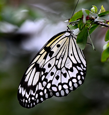 Butterfly World