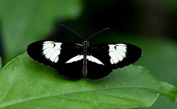 Butterfly World