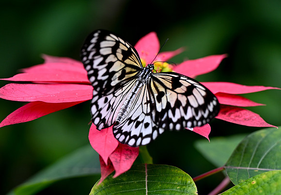 Butterfly World