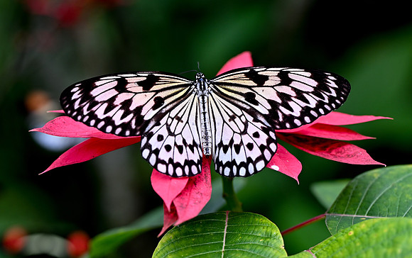 Butterfly World