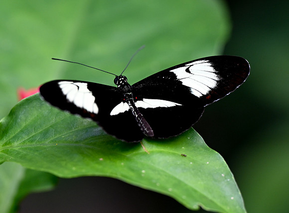 Butterfly World
