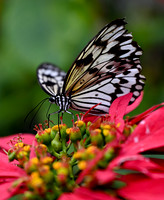 Butterfly World