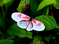 Butterfly World