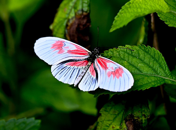 Butterfly World