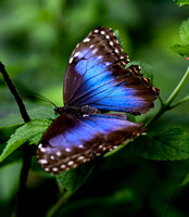 Butterfly World