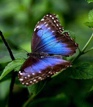Butterfly World
