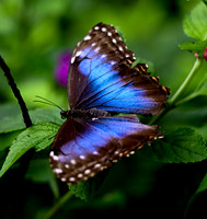 Butterfly World