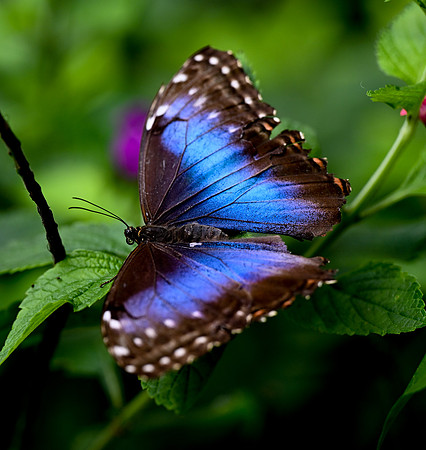 Butterfly World