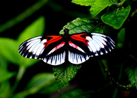Butterfly World