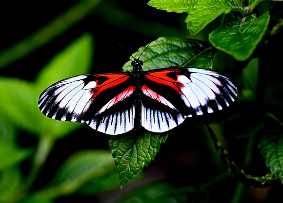 Butterfly World