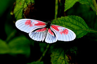 Butterfly World