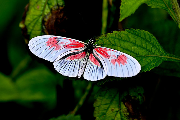 Butterfly World