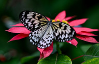 Butterfly World